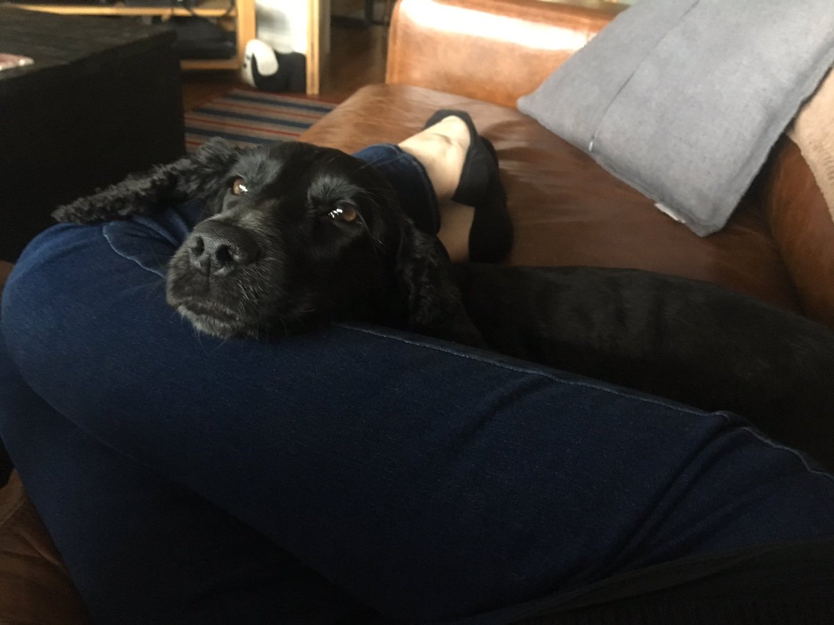 Melabupa's tweet photo. My life this week according to photos on my phone...
#gettinglost #gettingfed #drinkingtea #puppyhugs
🤔 think that is a pretty accurate description actually https://t.co/1WUzagvFuA