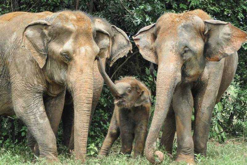 Wildlife Travel (@seethewild) on Twitter photo Travelling to Thailand? Join <a href="/OysterWorldwide/">Oyster Worldwide</a> at a wildlife & elephant rescue centre that is located on Buddhist temple grounds! It's a remarkably beautiful place to make a remarkable difference!
Find out more:
seethewild.org/wildlife-sanct…
#volunteerwithelephants #thailandvolunteer Travelling to Thailand? Join <a href="/OysterWorldwide/">Oyster Worldwide</a> at a wildlife & elephant rescue centre that is located on Buddhist temple grounds! It's a remarkably beautiful place to make a remarkable difference!
Find out more:
seethewild.org/wildlife-sanct…
#volunteerwithelephants #thailandvolunteer