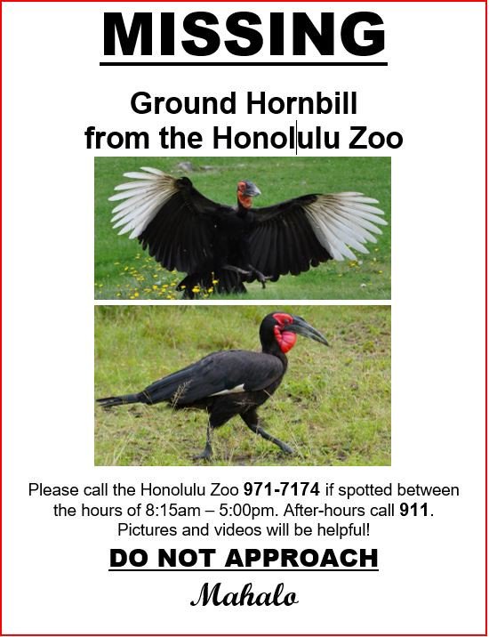 Image result for missing hornbill