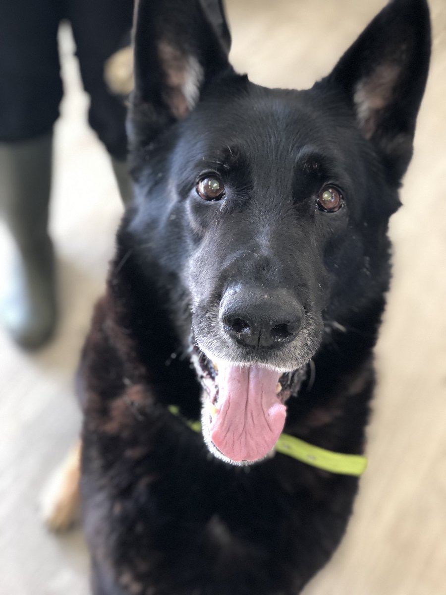 birmingham dogs home rehoming