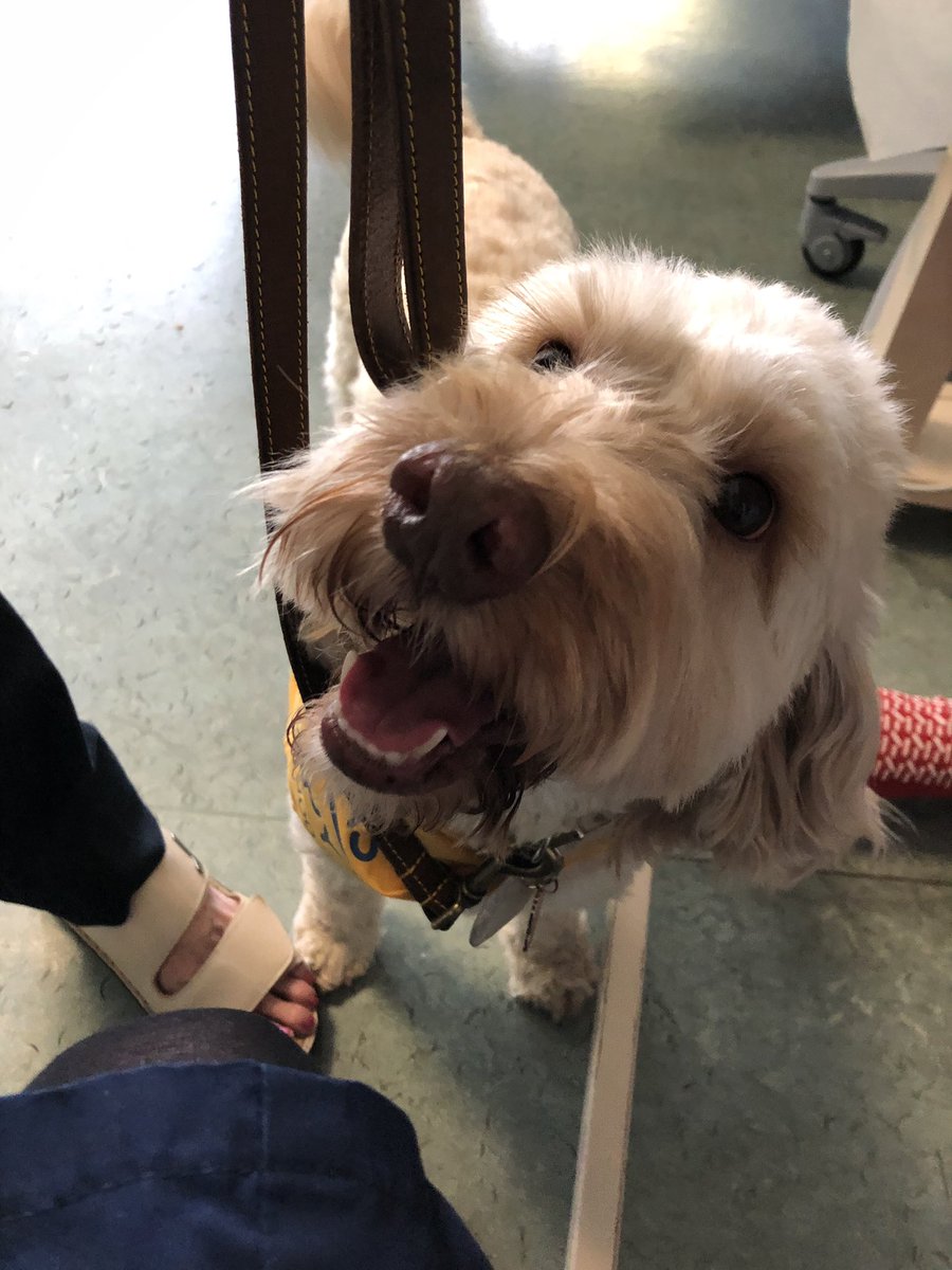 Handbags29's tweet image. So lucky to work in a place where we get weekly visits from this cute face #friendlyface #perfectpooch #therapydogs @WestonNHS