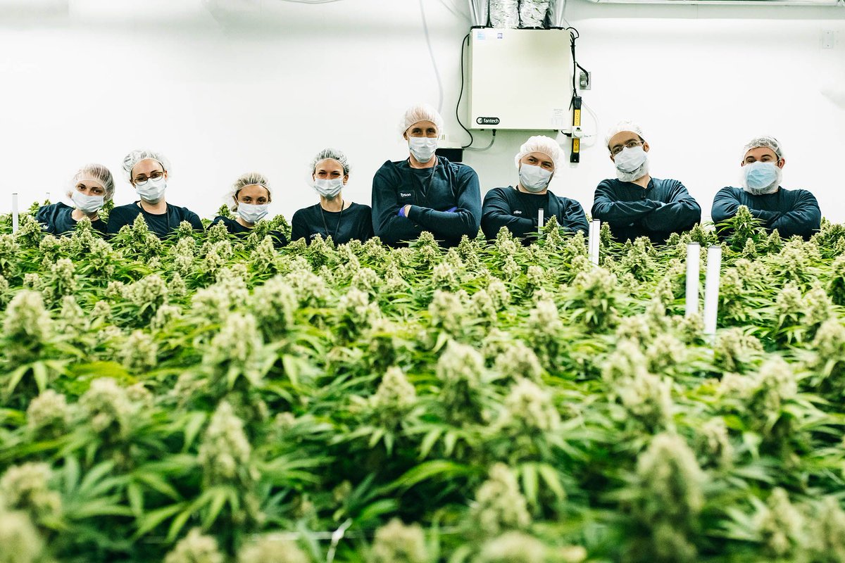 The Thrive family grows together, both literally and figuratively. Only a tight-knit family dynamic like the one we foster at Thrive can lead to the finest craft cannabis in the world. At the centre of it all is our master cultivator Tyson
#CannabisThrives #CraftCannabis