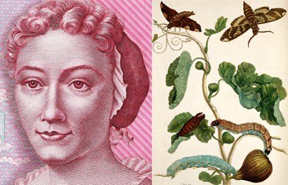 MSUACSWiC's tweet photo. More proof that science and art are intertwined, meet Maria Sibylla Merian. A young girl interested in insects during the late 1600’s, Maria took her passion and became an entomologist and scientific illustrator. She provided some of the first illustrations of metamorphosis. 🦋 https://t.co/QVad3vfFks