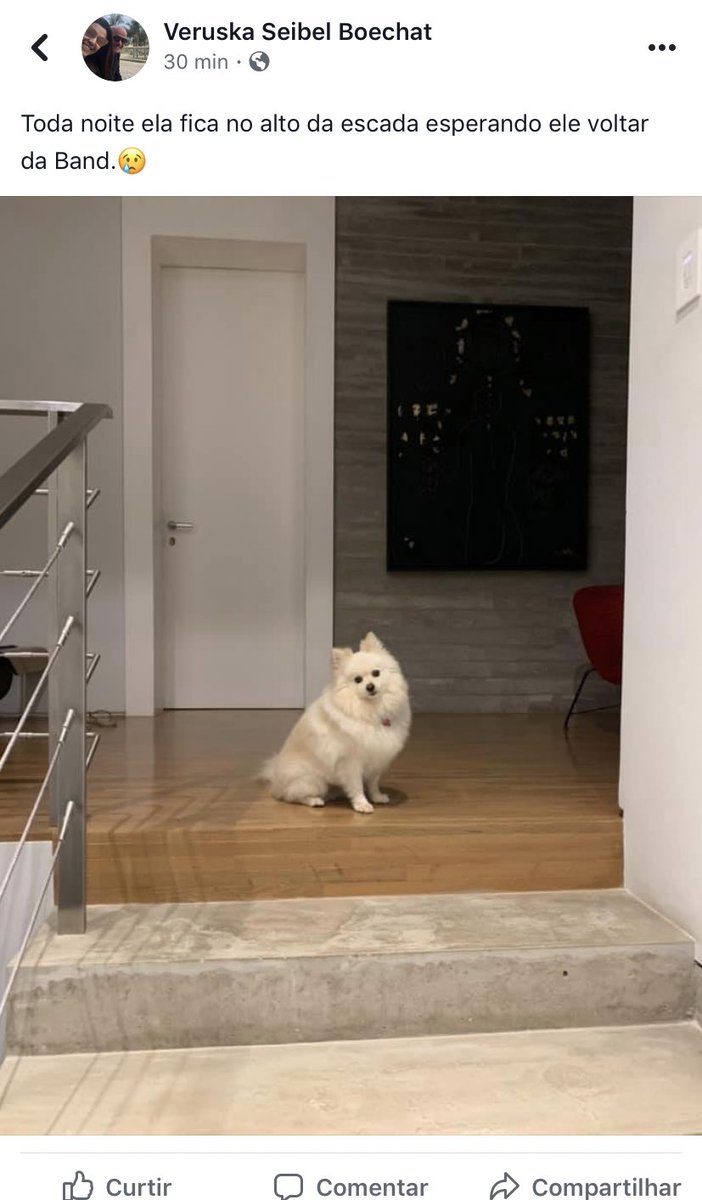 TaGravadoBrasil's tweet photo. O cachorrinho do Boechat 💔todos os dias espera o papai voltar 😢 https://t.co/lHoAhVdjvk
