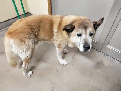 秋田犬mix