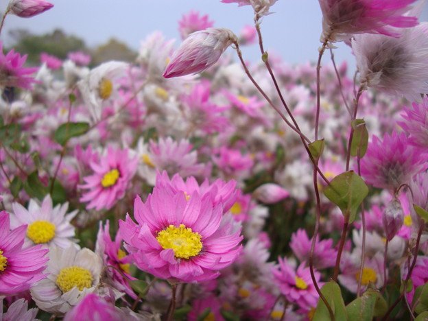 広葉の花簪 広葉の花簪