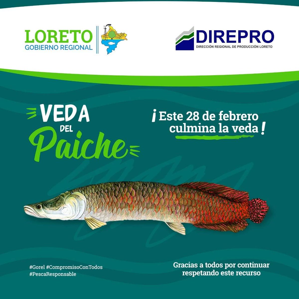 goreloretoperu's tweet photo. ⚠️¡Este 28 de febrero culmina la veda del Paiche! Gracias por ayudarnos a cuidar este recurso.
#DIREPRO
#VedaDelPaiche
#PescaResponsable
#CompromisoConTodos https://t.co/gLwOdsza8o