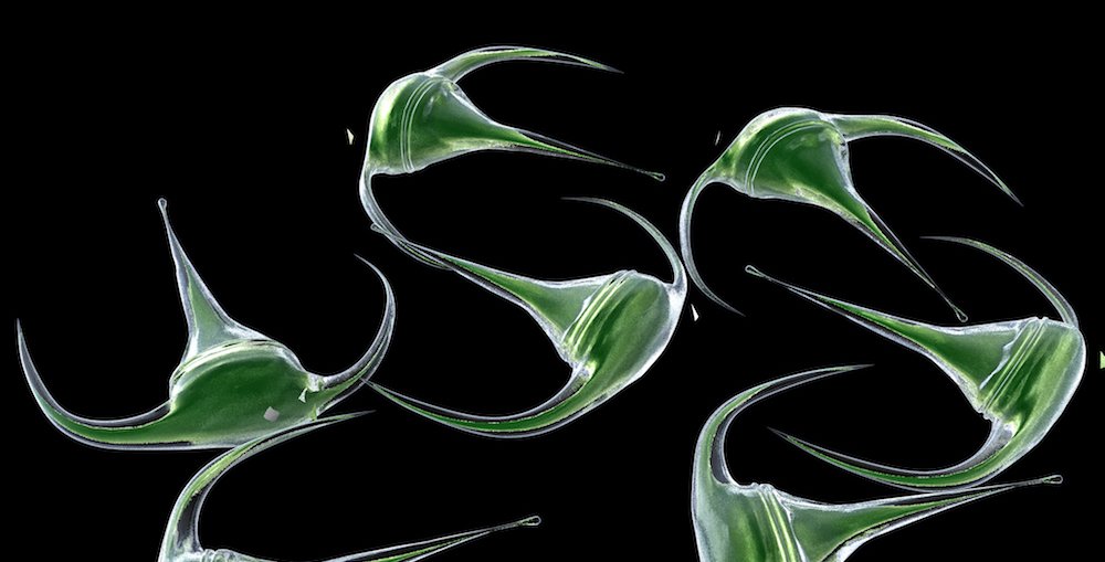 AlgaeBarn's tweet image. New blog post (Eliminating Nuisance Dinoflagellates with Ocean Magik Live Phytoplankton) has been published on The Algae Lab - is.gd/SBGCdX