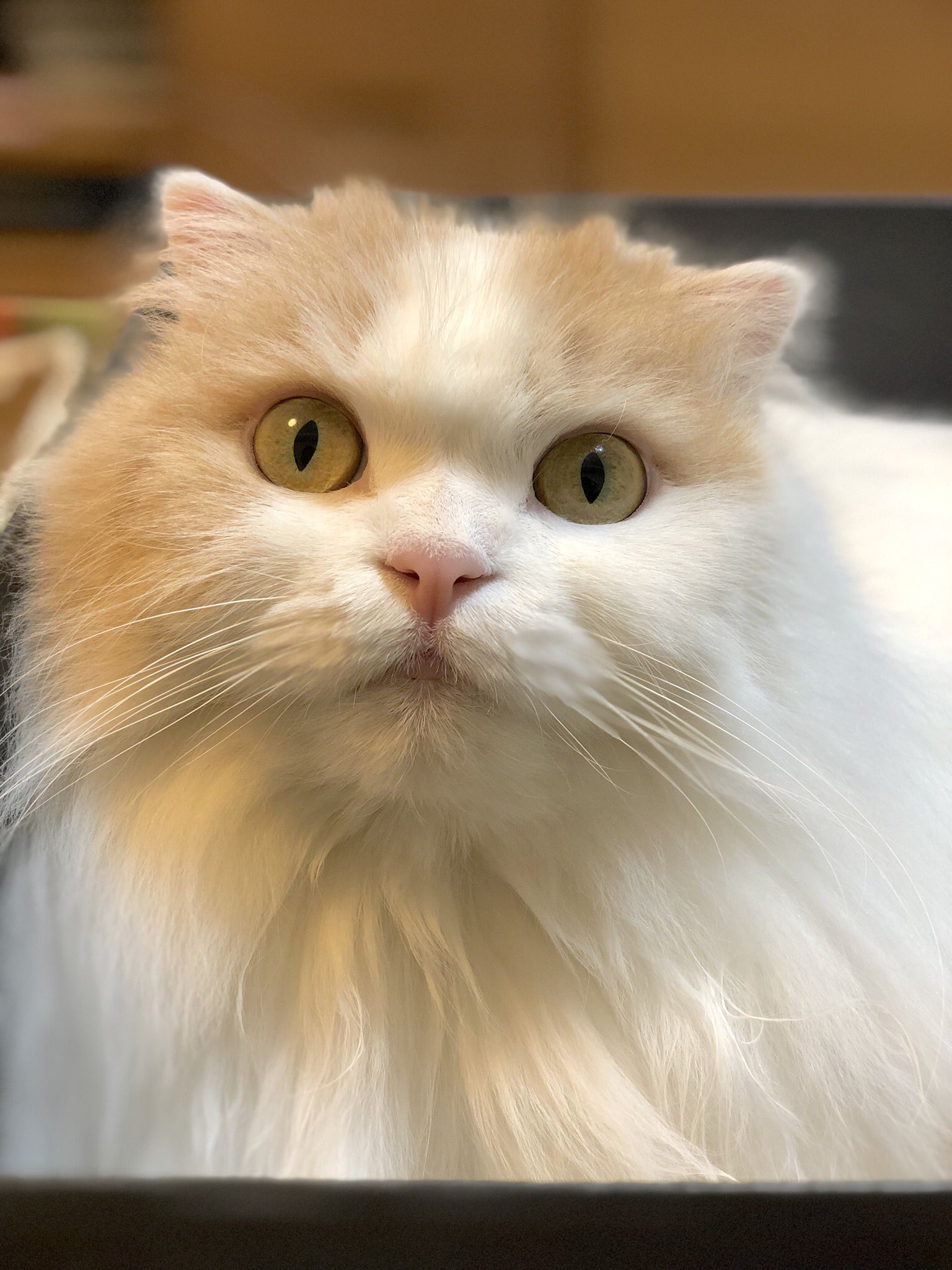 にゃんにゃんにゃん様専用 munivice.gob.pe