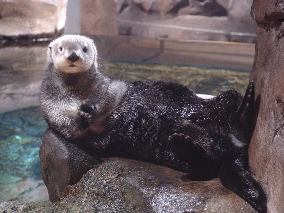 Georgia Aquarium tweet media