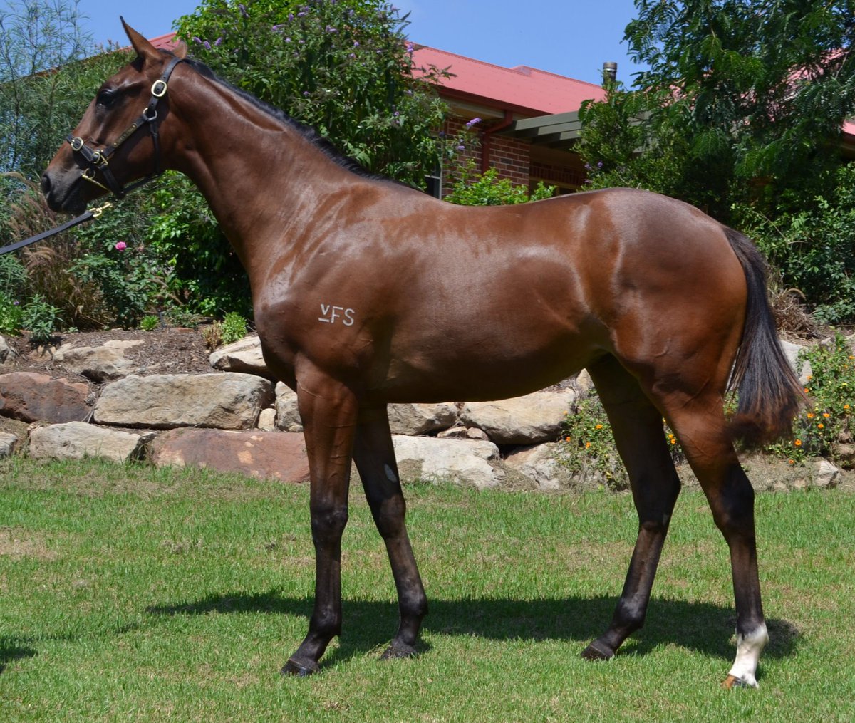GetRacingcomau's tweet photo. Lot 126, Choisir x Aroha Cat was purchased by @BlueBloodAus in the early stages on session 2 of the Inglis Classic Sale 2019.

#Getracing https://t.co/C2xN2R0ICb