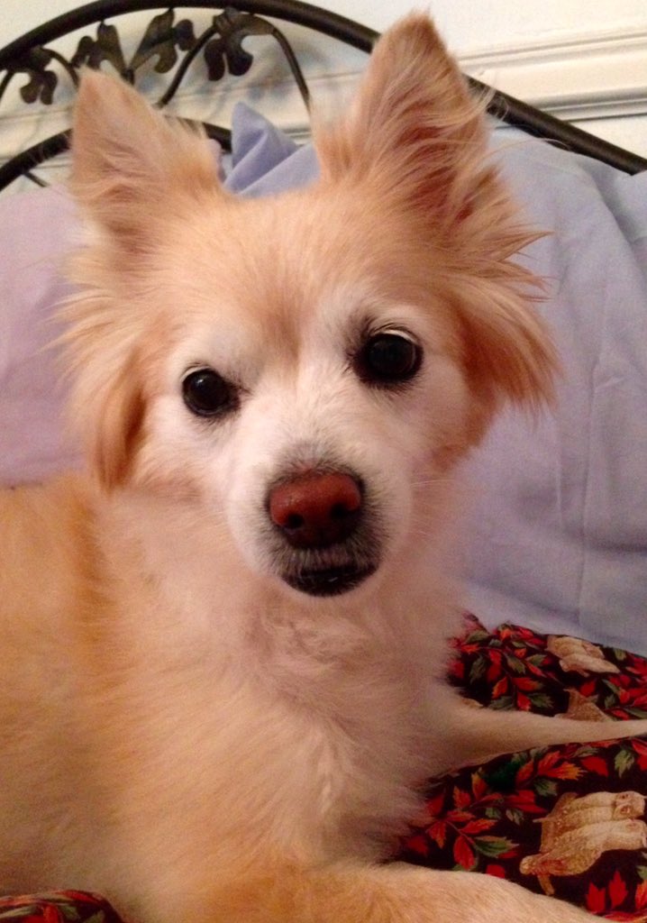 conniej1958's tweet image. Tricia, I agree w/you about heartless people, &amp;amp; I know the heartbreak of having to let a senior dog go. We rescued Buttercup when she was 2 yrs, had her 10 yrs when she was diagnosed w/cancer. We paid $12,000 for chemo &amp;amp; radiation to no avail. We had to let her go. #MyButtercup