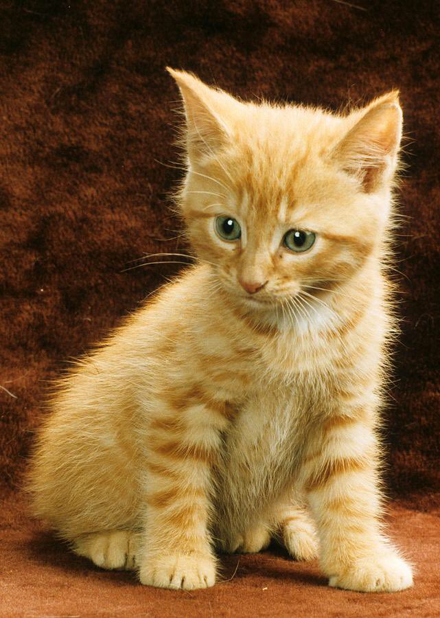 AnimalL43198601's tweet photo. Cute cat pictures to convince my mom for a cat! #Caturday #cat #adorable https://t.co/YbhGj9t6t9