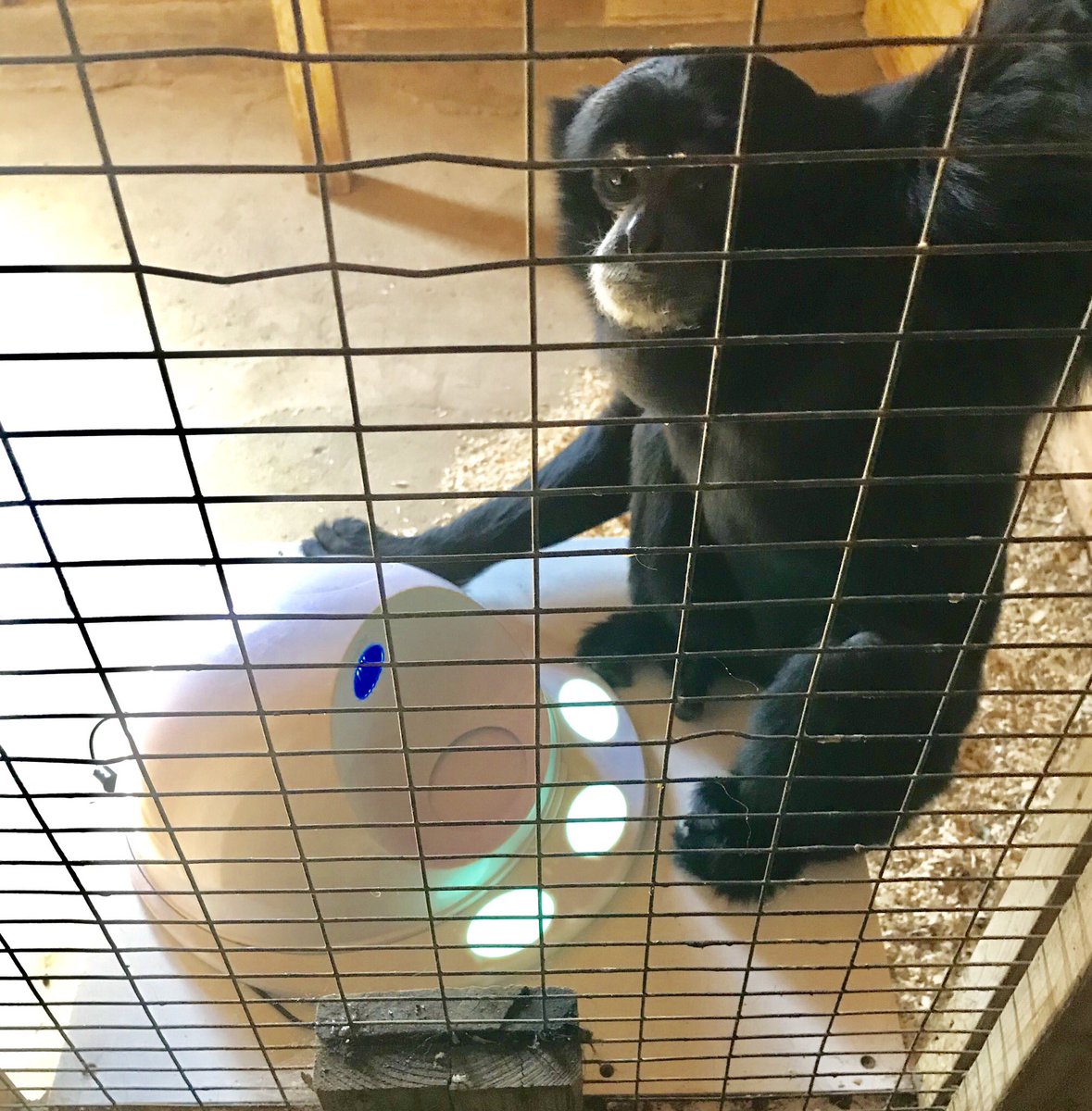 plumptonparkzoo's tweet photo. #Jocko is having fun learning how to play with his #cleverpet! This is the perfect #enrichment for him during the winter when he is spending his time inside. #siamang #happyhubday #cleverclip https://t.co/G5H3oXxr31