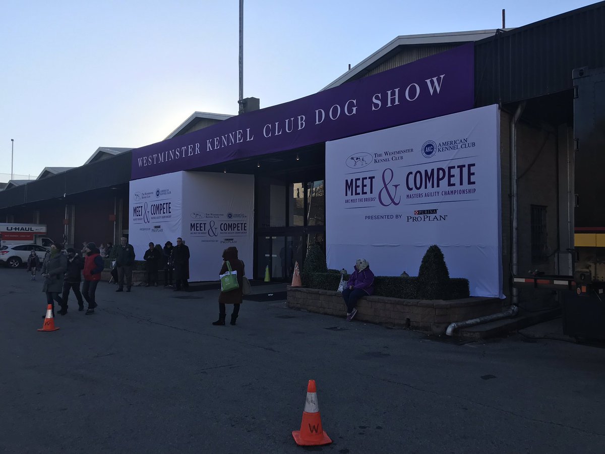 local_1212's tweet photo. Westminster Agility Show at the Pier. Fox and IBEW getting ready with the 🐕 ‘s https://t.co/Dead4jieU5