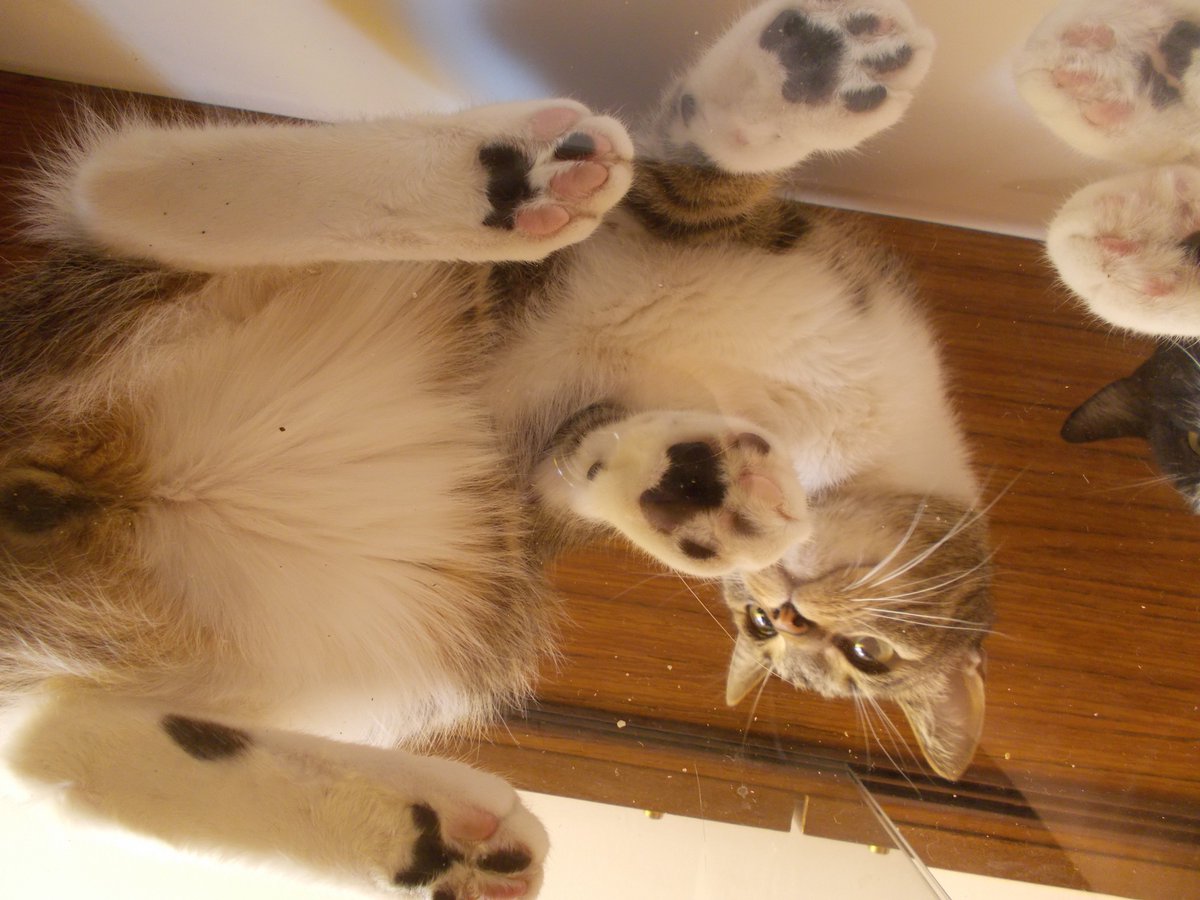 InkaTheKitten's tweet photo. #CatsOnGlass #MulticoloredBeans https://t.co/1dpbb2Dc1z