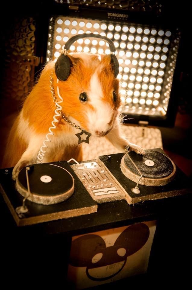 Some rats are cute . But some rats rob other djs jobs , <a href="/djpatstarr/">DJ PAT STARR</a> <a href="/stefair82/">Ste Fairclough</a> <a href="/MickThomo/">Mick Thomo</a> <a href="/taylorthomasuk/">TT Project</a> .