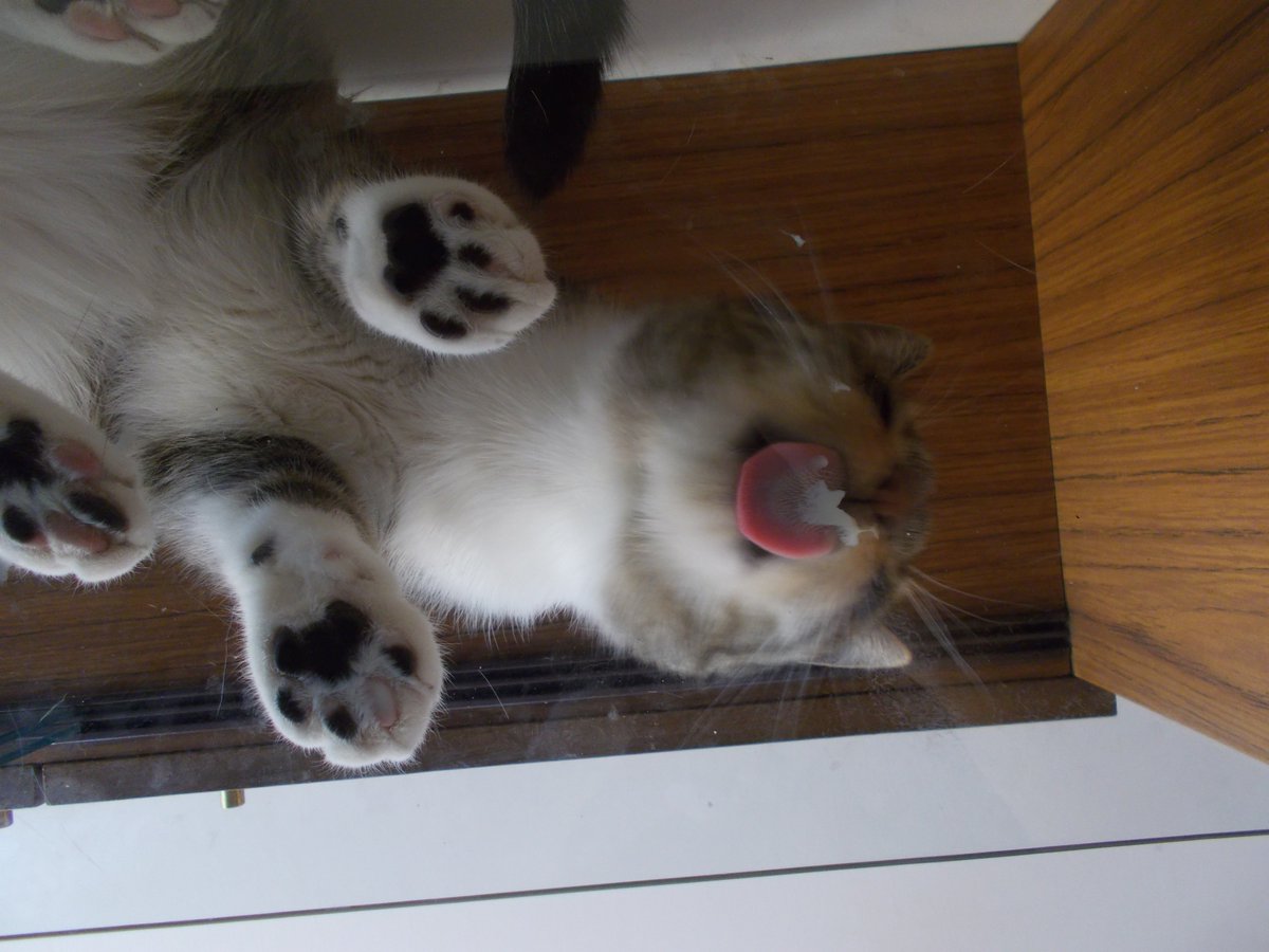 InkaTheKitten's tweet photo. #CatsOnGlass #mlem https://t.co/GF3E7AfDZh