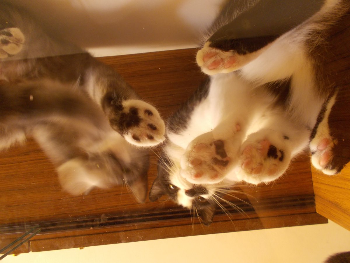 InkaTheKitten's tweet photo. #CatsOnGlass https://t.co/y1j3kH1y4E