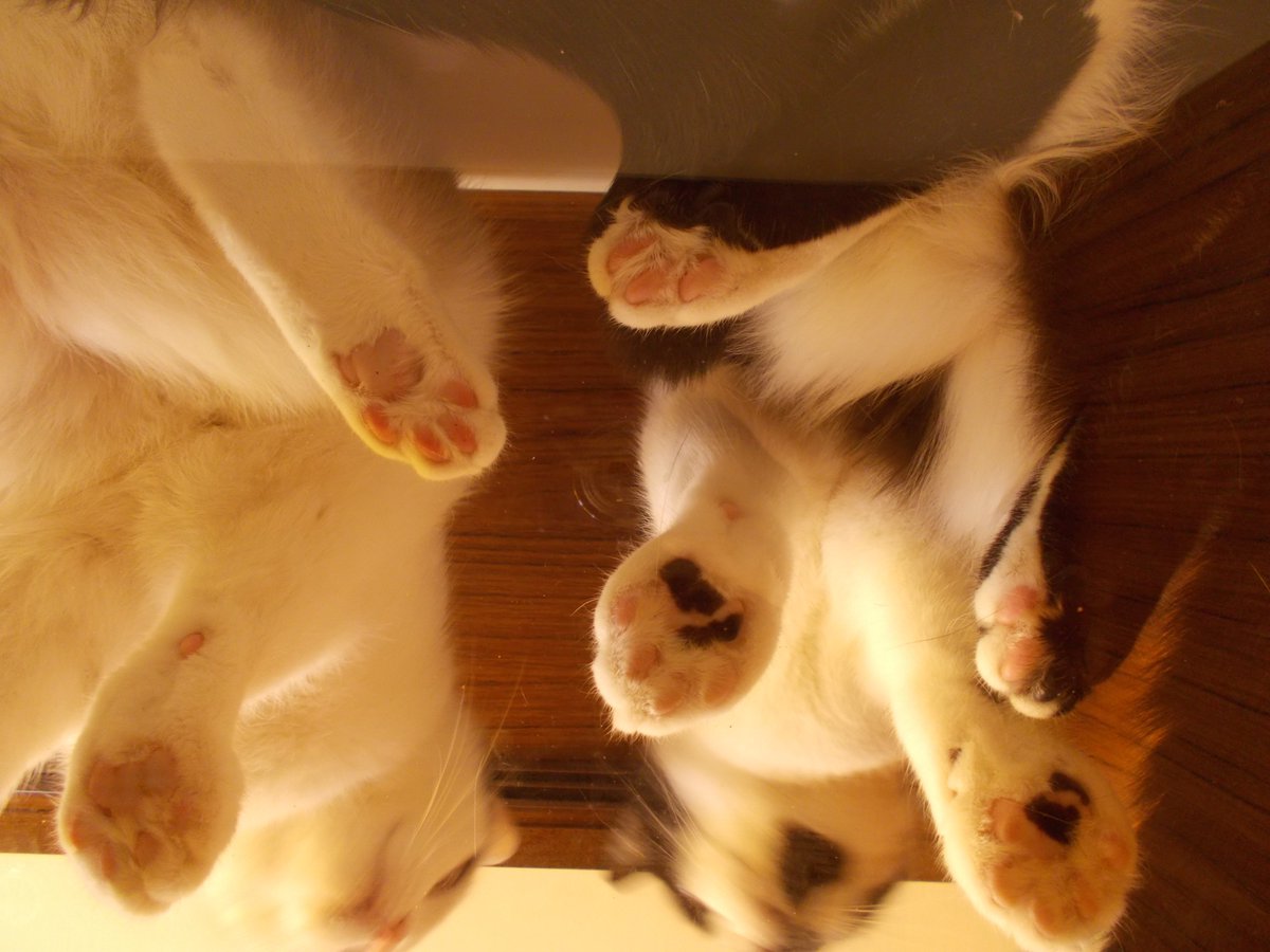 InkaTheKitten's tweet photo. #CatsOnGlass https://t.co/y1j3kH1y4E