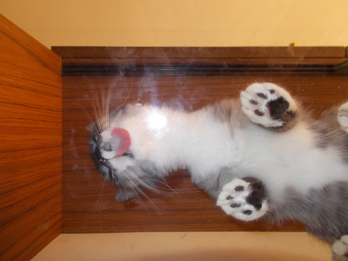 InkaTheKitten's tweet photo. #CatsOnGlass #mlem https://t.co/GF3E7AfDZh
