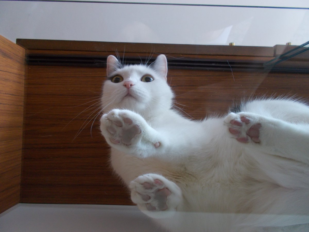 InkaTheKitten's tweet photo. #CatsOnGlass https://t.co/p5aBVEPqAs