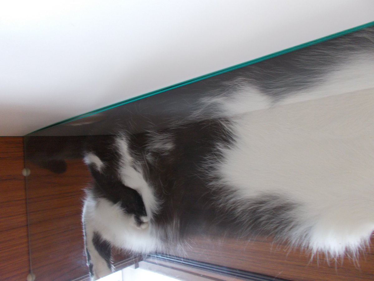 InkaTheKitten's tweet photo. #CatsOnGlass #FloofyCats https://t.co/ThijoRZOQ5