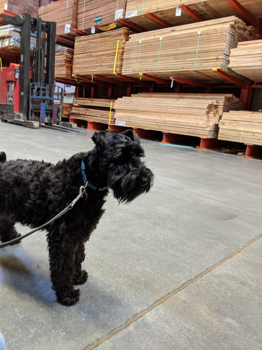 MrBilboWaggins's tweet photo. We went to the giant stick store!! #boughtallthesticks #bestdayever #canilivehere #dreamcometrue https://t.co/PnbfrrgJUP