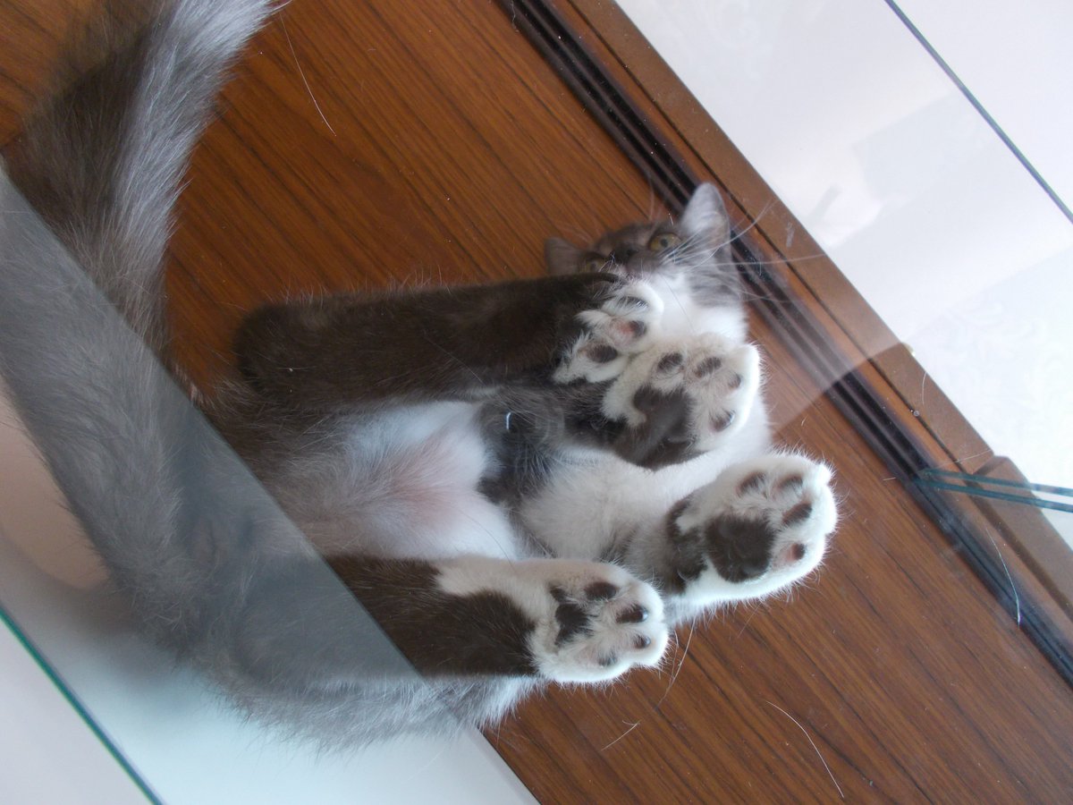 InkaTheKitten's tweet photo. #CatsOnGlass https://t.co/p5aBVEPqAs