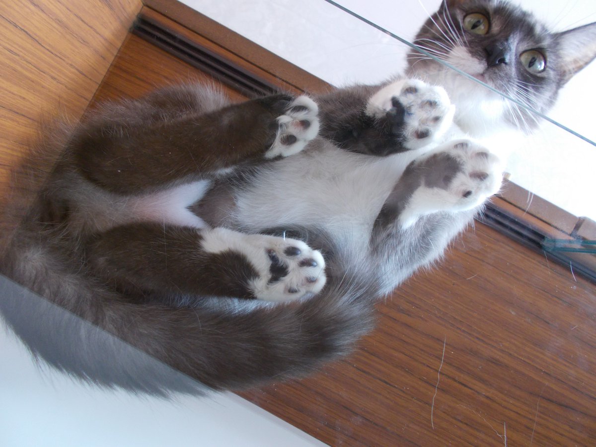 InkaTheKitten's tweet photo. #CatsOnGlass https://t.co/p5aBVEPqAs