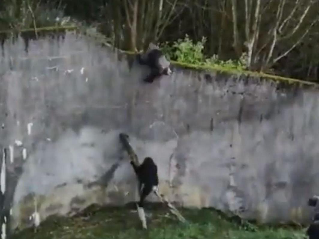 Independent's tweet image. Chimpanzees escape from Belfast Zoo enclosure using tree branch ladder independent.co.uk/news/uk/home-n…