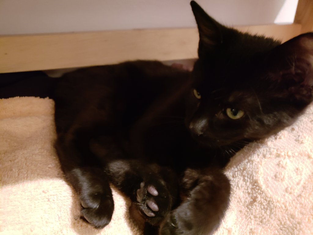 She started sleeping on my clothes so I caved, took everything off but an old sweater and threw a towel over it.Also she's getting so biiiig.