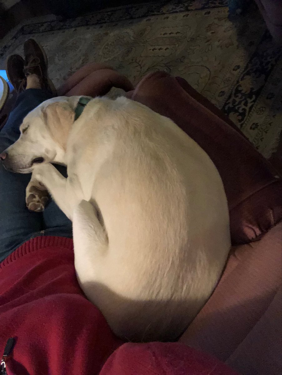 DeLayneBPascal's tweet photo. Life is good in mom’s lap. ❤️ Yes this is a full grown lab😳 https://t.co/72BGUpj3JY