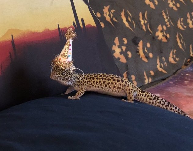 We Rate Lizards tweet media