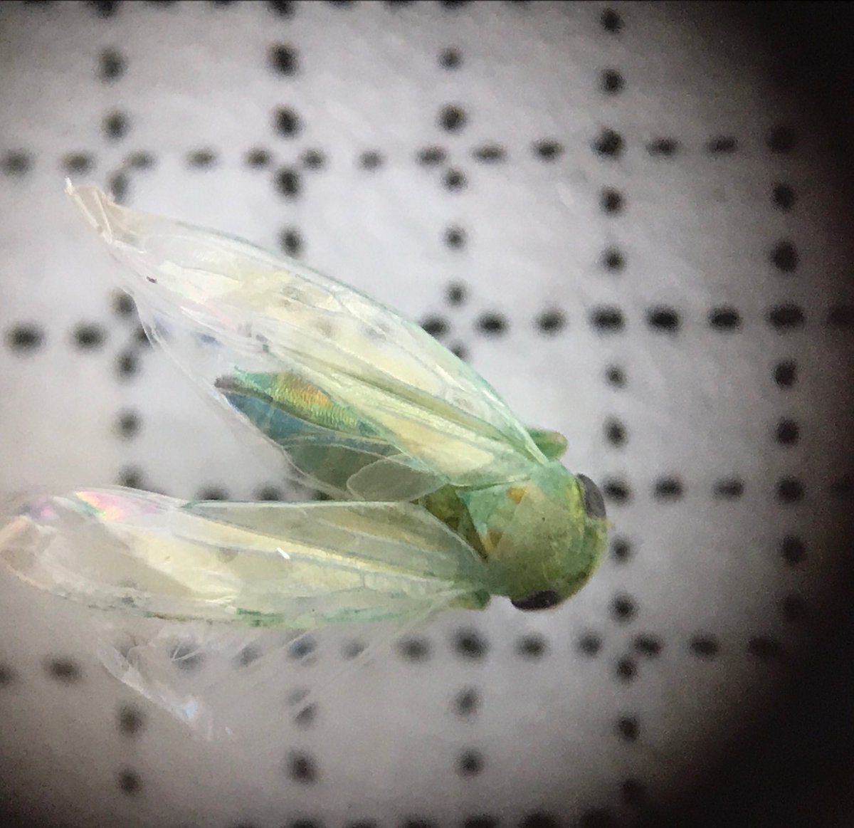 dbeansta's tweet image. ⁦@austmus⁩ or is this the smallest #cicada? Barely 3 mm. Iridescent yellow and green striped abdomen. Also in my mozzie zapper last night - after one night of 90mm rain followed by 37 degree day.