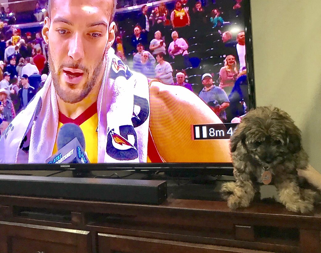 Dr__Drip's tweet photo. We woke up early today to make a 6 hour drive to pick up our new puppy, Rudy. Made it home in time for tip-off! Only fitting that @rudygobert27 had a monster game, showing lil’ Rudy how to be the GOAT. #TeamIsEverything @utahjazz #miniaussiedoodle #Rudy #GOAT https://t.co/Fex8j67MgI