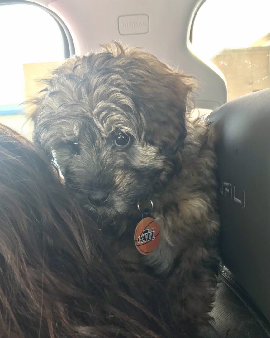 Dr__Drip's tweet photo. We woke up early today to make a 6 hour drive to pick up our new puppy, Rudy. Made it home in time for tip-off! Only fitting that @rudygobert27 had a monster game, showing lil’ Rudy how to be the GOAT. #TeamIsEverything @utahjazz #miniaussiedoodle #Rudy #GOAT https://t.co/Fex8j67MgI