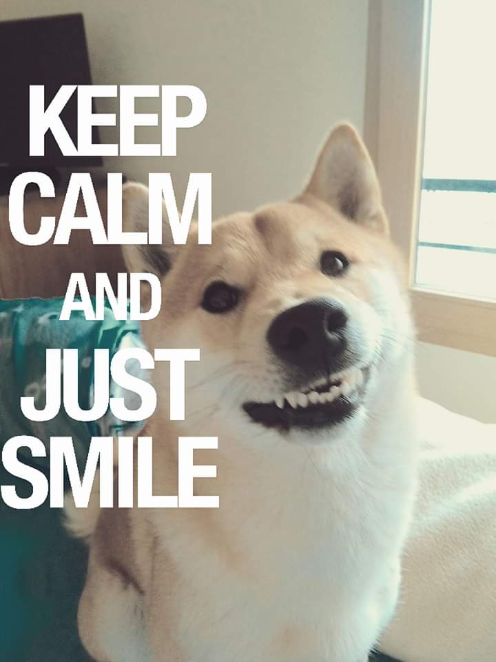 9gag On Twitter Omg What Have I Done Haru The Shiba