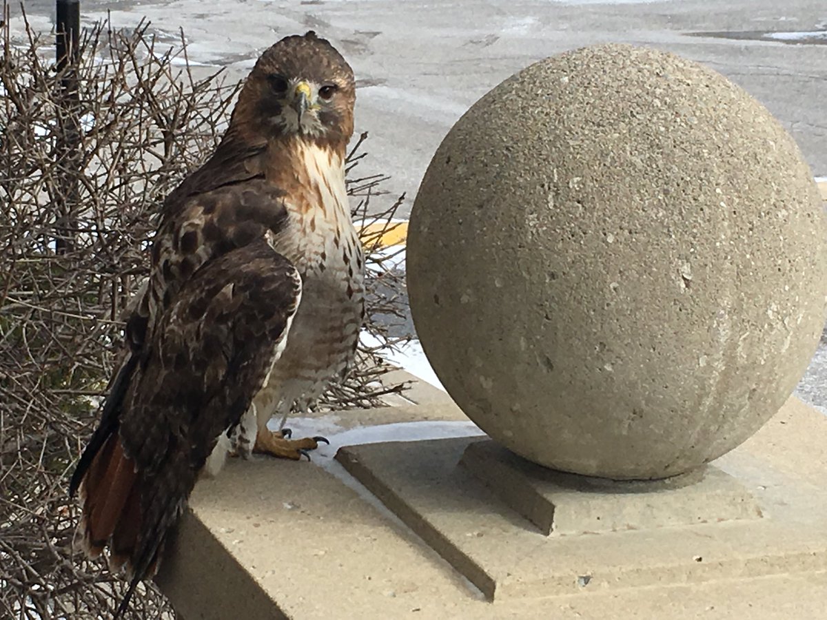 alxlewin's tweet photo. Red tailed hawk I saw closeup today https://t.co/65MoyyXExb