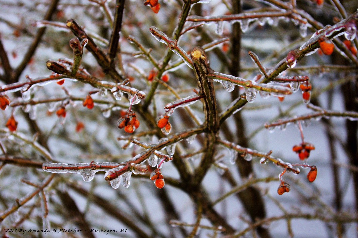 AMPartworksofMI's tweet photo. #Icestorm #Michigan #Photography #February #SaturdayShots #AMPartworksofmi #Nature #Outdoor #Winter #Photographer #Muskegon #GrandRapids #TwinLake #Lakeshore #Images #Ice #Berries 

Please Check us out on #Facebook we are #Verified now ✅ 

|❄️🥶☀️😎📸| 

https://t.co/jyBiBITaUC https://t.co/AkZuPiioqh