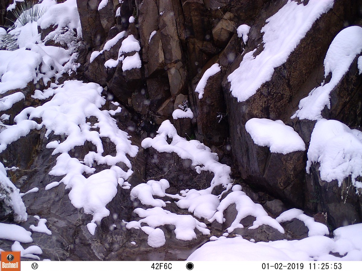 CrytzerFry's tweet photo. Know that desert canyon in the mountains where we've #cameratrapped a mountain lion, bobcats, ringtails, coati, javelina, deer, etc.? This is how it looked at the first of the year! Look at the melt progression :-). https://t.co/sBPWg63Ilw
