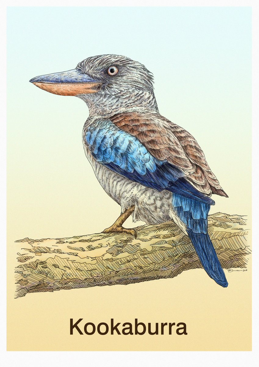 Ian Henry Durneen On Twitter Kookaburra Digital Drawing Kookaburra Australian Critter Sketch Kids Nursery Illustration