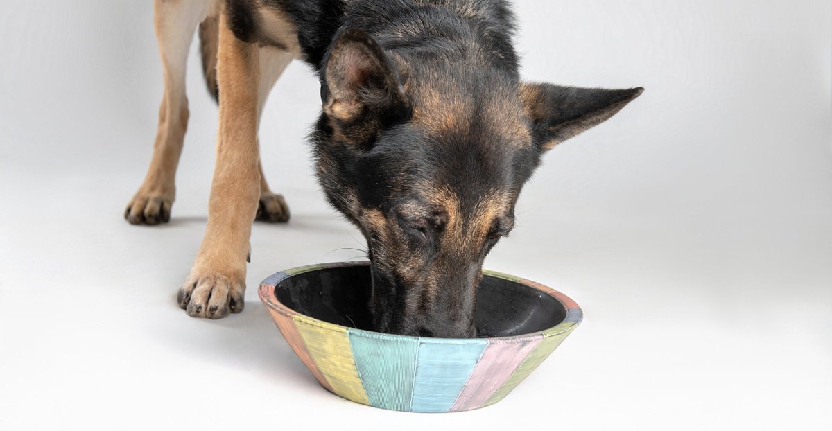 #NationalDogDay &amp; a throwback to Pots for Pets 🐶