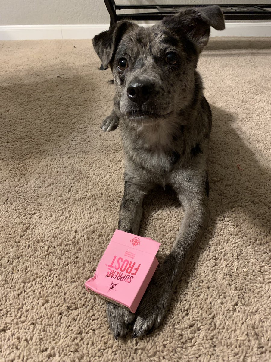 L_Beauty13's tweet photo. @JeffreeStar packaging is Harlow approved https://t.co/Rq0I5wDYRX