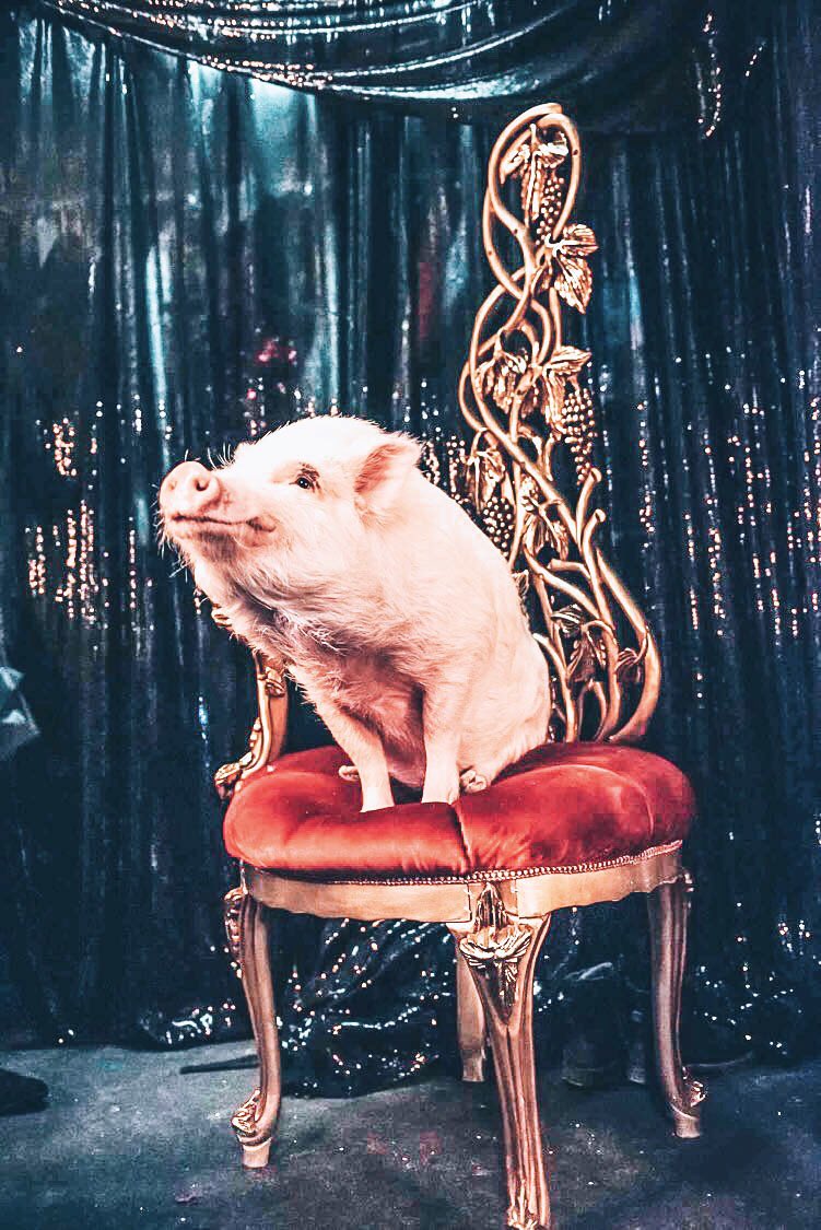 Go Pig or go home!🐷👑🍾✨ @ClubLavoute