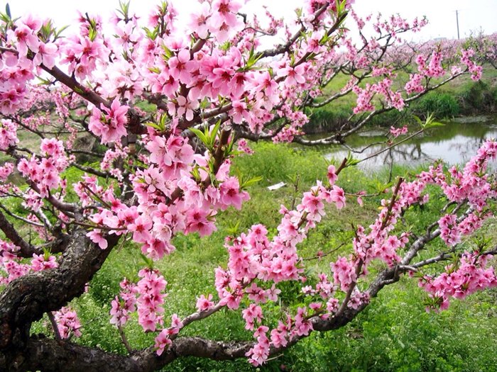 Brillant peach blossoms on spring days! 😘😘😘
#landscape #peach #countryside #love #photo #Vietnam #Vietnobletours