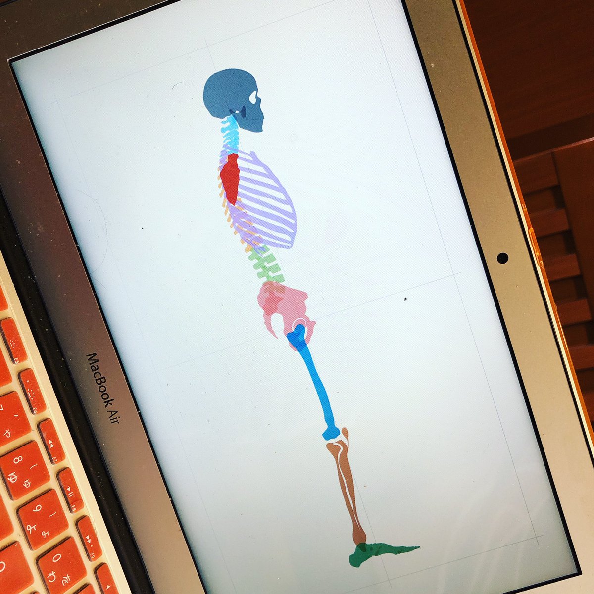 bridgichi's tweet photo. 【拡散希望！100リツイート到達したら無料配布します！】

動かせる骨データ（keynote版）ですが、

100リツイートまでいったら皆様に無料配布します！

フォローはしなくても構いません！

どんなくらいの人がリツイートしてくれるのか興味が湧いただけです(*´꒳`*)

ではどうぞ！ https://t.co/U21ju8qIV7