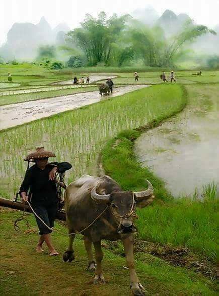 A corner of my village at the beginning of spring 😍😍😍
#landscape #homeland #countryside #love #photo #Vietnam #Vietnobletours