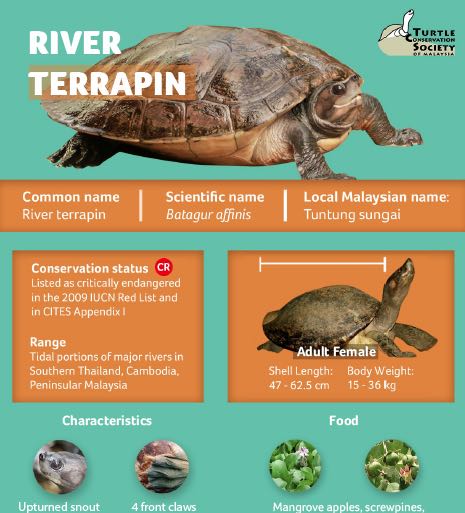 Turtle Conservation Society Of Malaysia Ar Twitter Have You Seen Our River Terrapin Infographic Download Here Https T Co Alrk0dnayo Pdf Iucn Asap Whitleywildlife Scbasia Turtlesat Turtlesurvival Turtlesos Iucnredlist Conservoptimism