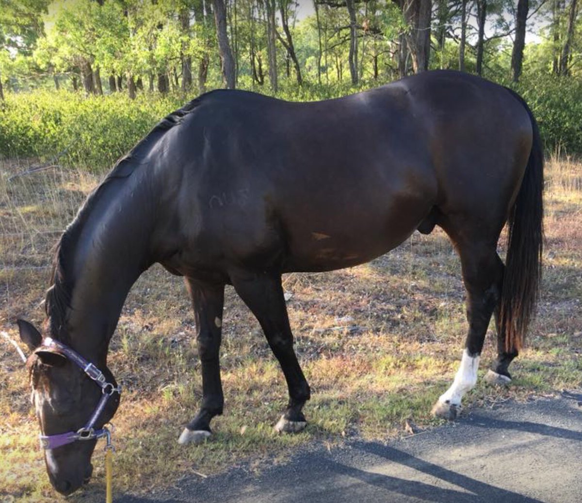 ripitpatchit's tweet image. Our ex race horses Nuffy and Lilly, Lovin Life.